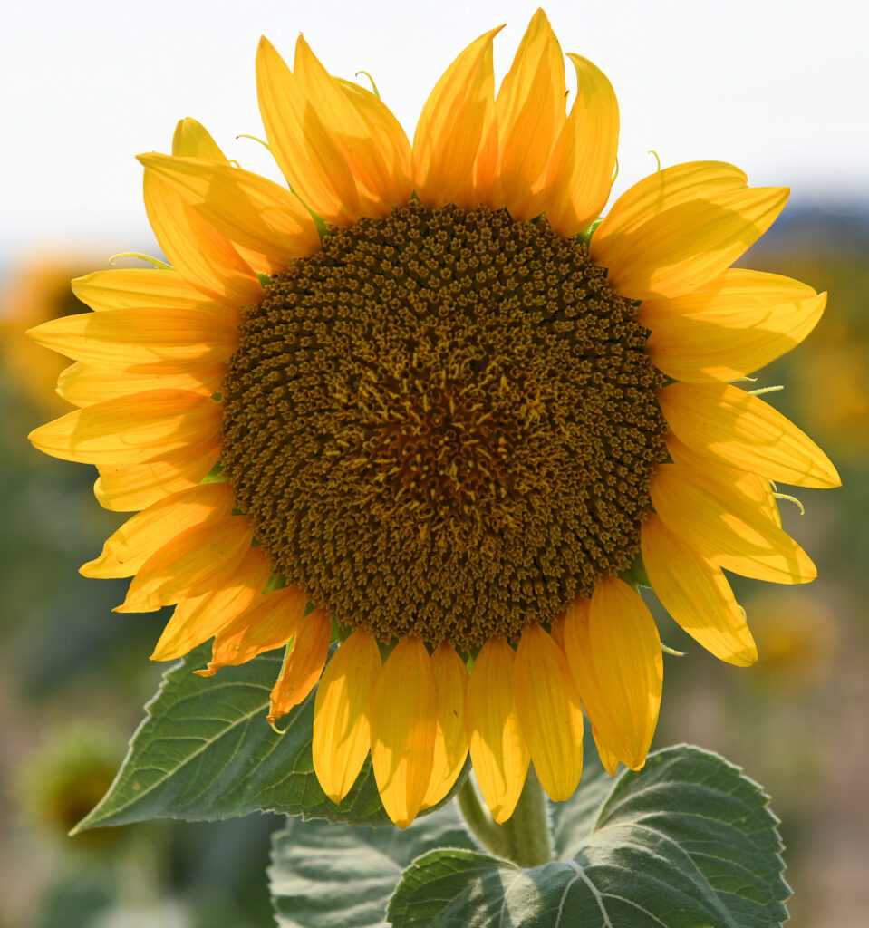 Sunflower, Aurora, CO