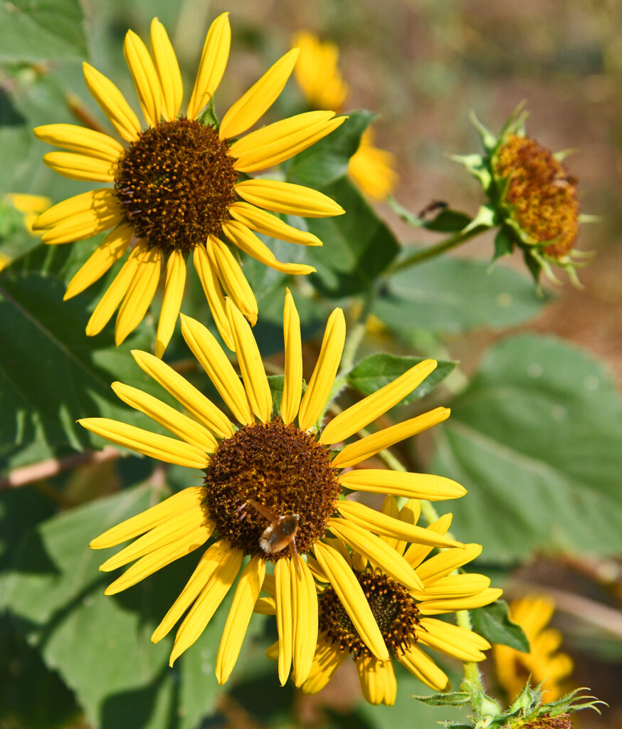 Common Sunflower, Windsor, CO