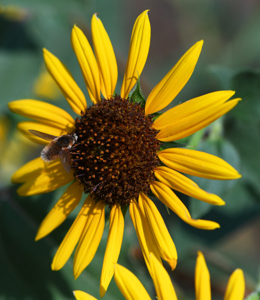 Sunflower, Windsor, CO