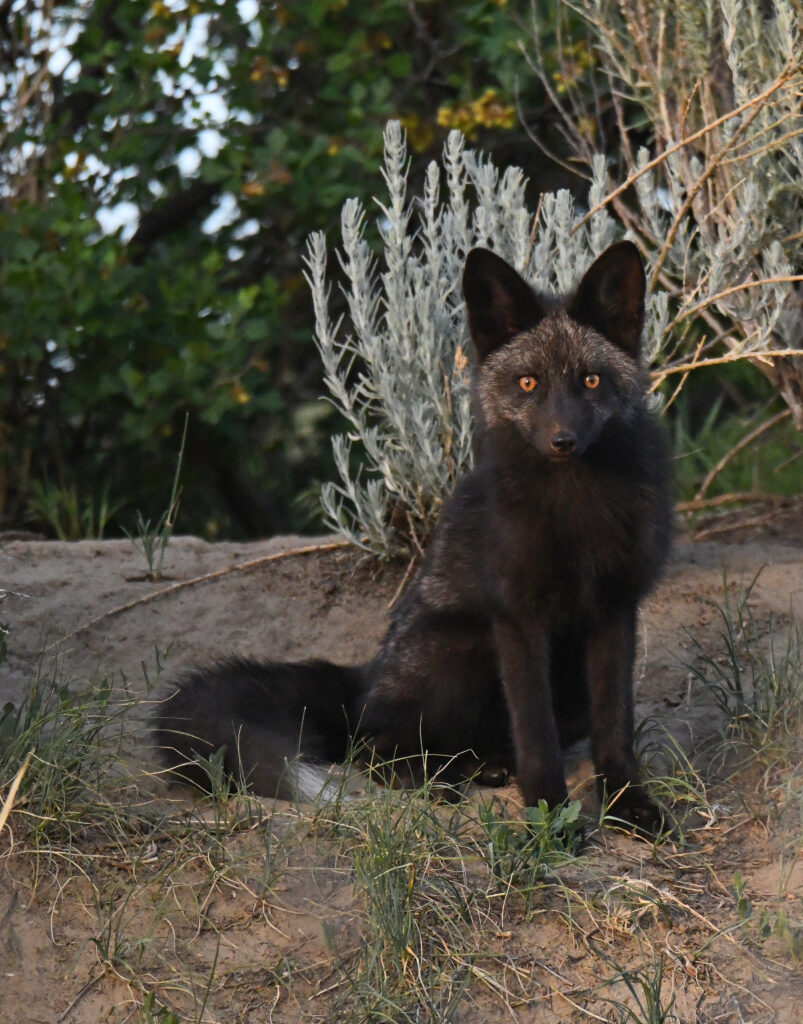 black fox