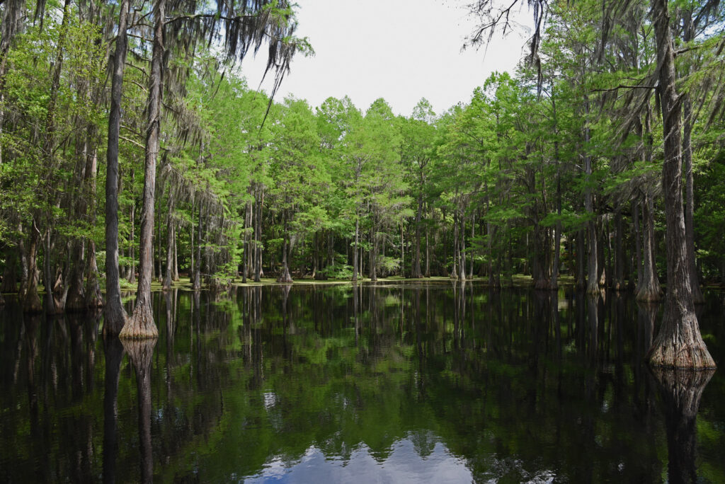 swamp near baton rouge, la