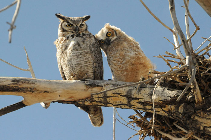 Female Great Horned Owl & Owlet, Ft. Collins, CO