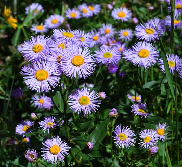 Wild Daisies, Steamboat Springs, CO