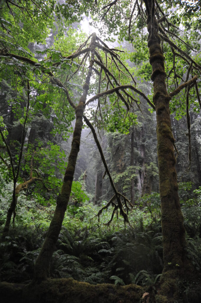 rainforest in olympia, wa