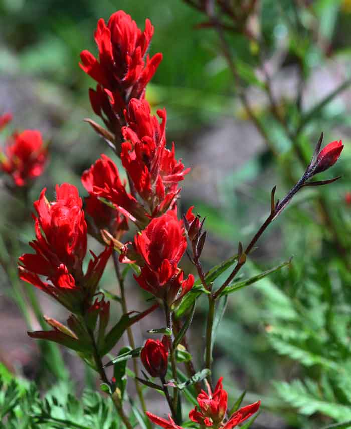Wild Indian Paintbrush, Steamboat Springs, CO