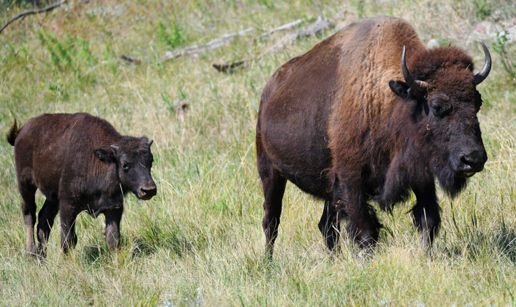 Buffalo and Calf in South Dakota