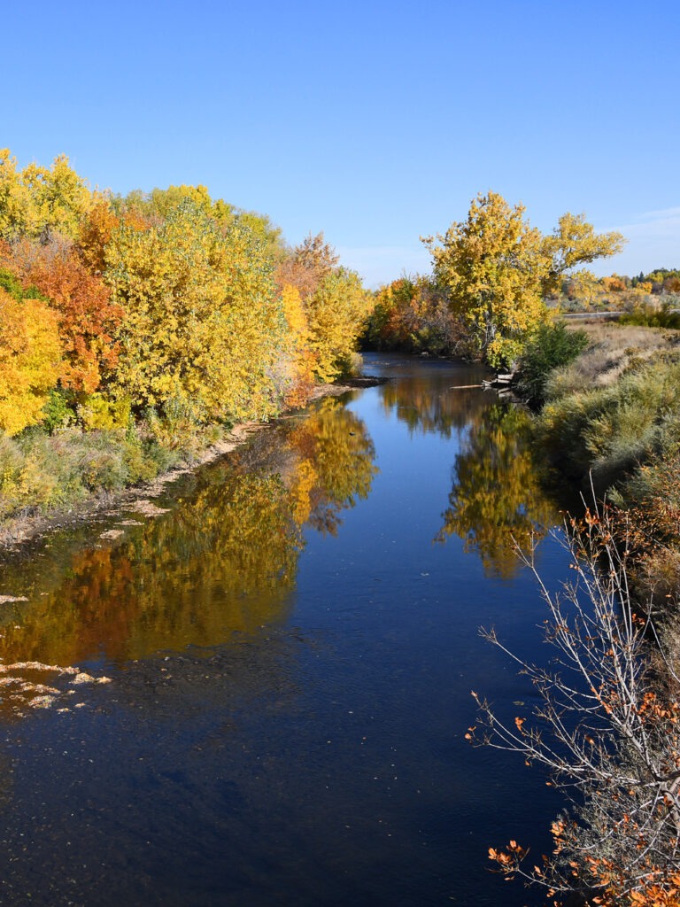Cottonwood trees along the Poudre River, Ft. Collins