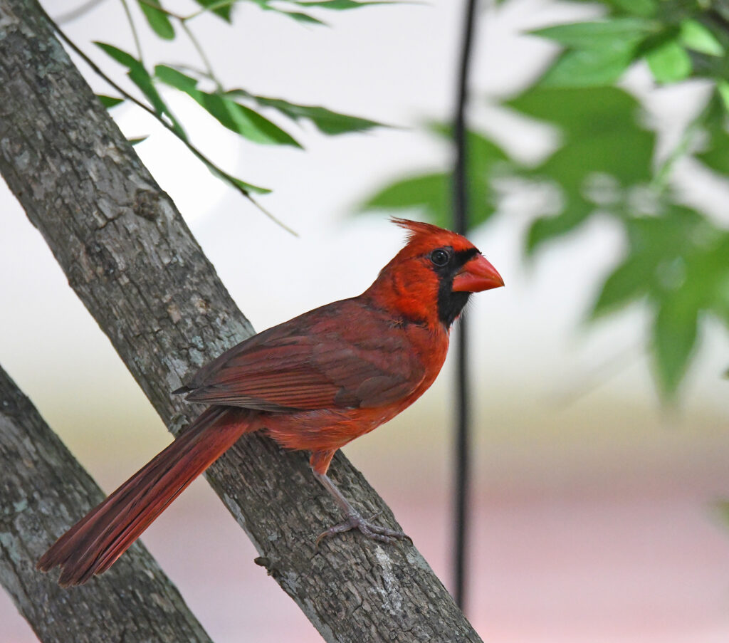 Cardinal in Baton Rouge, Louisiana