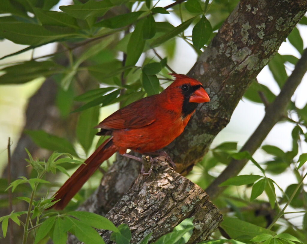 Cardinal in Baton Rouge, Louisiana