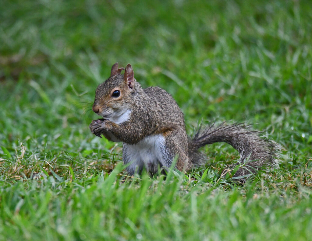 Squirrel in Baton Rouge, Louisiana
