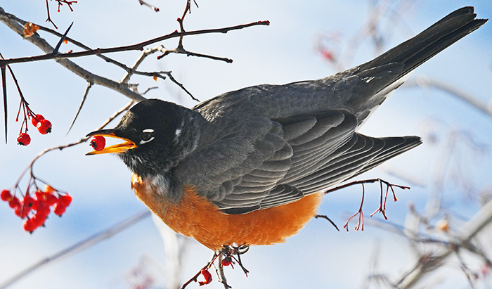 robins of fort collins