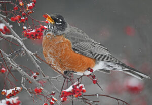 robins of fort collins