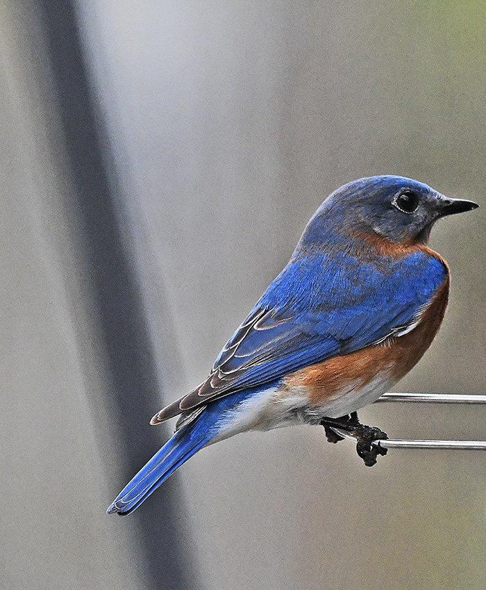 Eastern Bluebirds of Louisiana