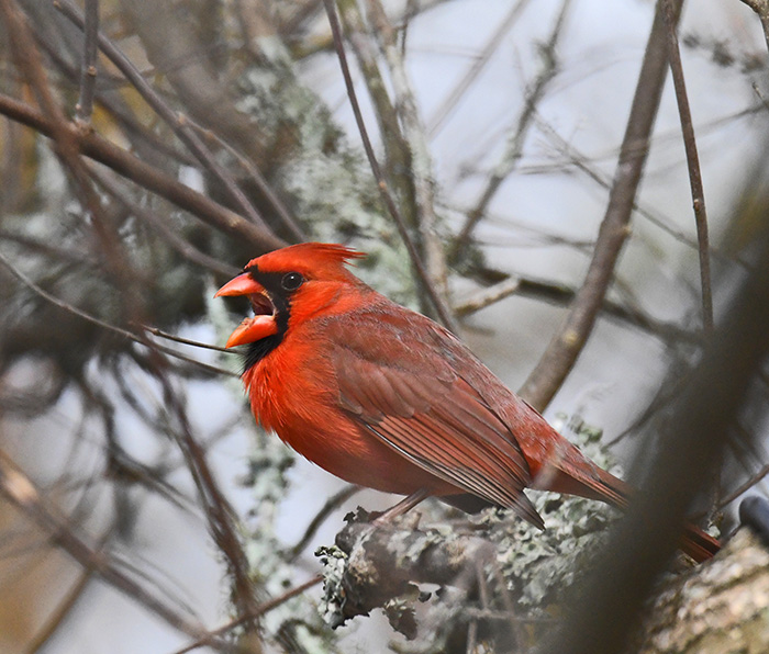 Cardinal in Louisiana