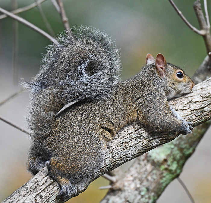 Squirrel hugs from Louisiana