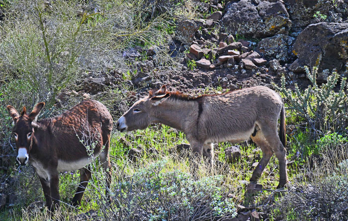 Wild Burros in the Lake Pleasant Regional Park northwest of Phoenix