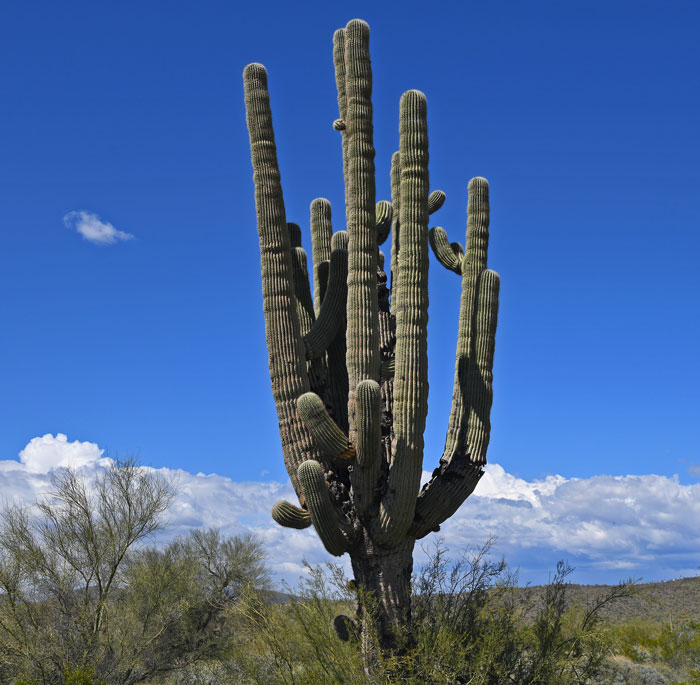 Saguaro Cactus in Arizona Desert