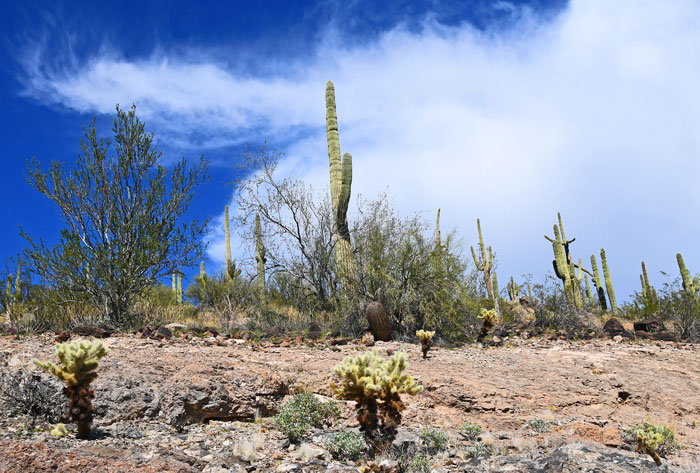 Cactus in the Arizona Desert NW of Phoenix