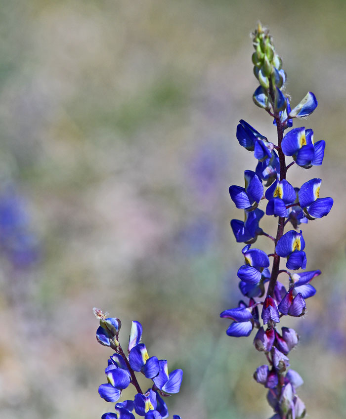 Flora in Arizona Desert