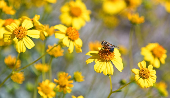 Yellow Flower and bee in Arizona Desert
