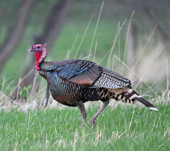 Turkey, south of Windsor, Colorado