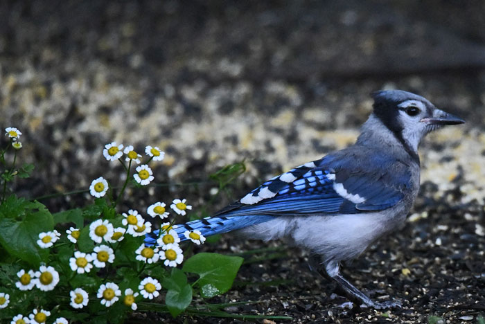 Blue Jay in flowers, Windsor, CO