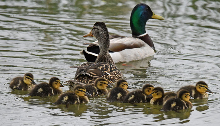 Mallard duck family swimming, Windsor, CO