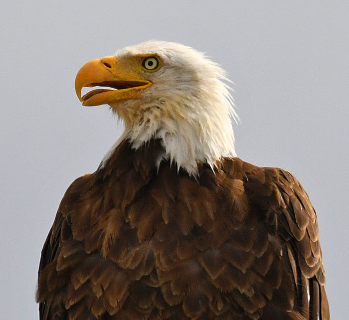 Bald Eagle, Windsor, CO