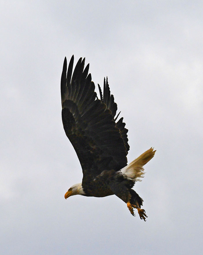 Bald Eagle flying, Windsor, CO