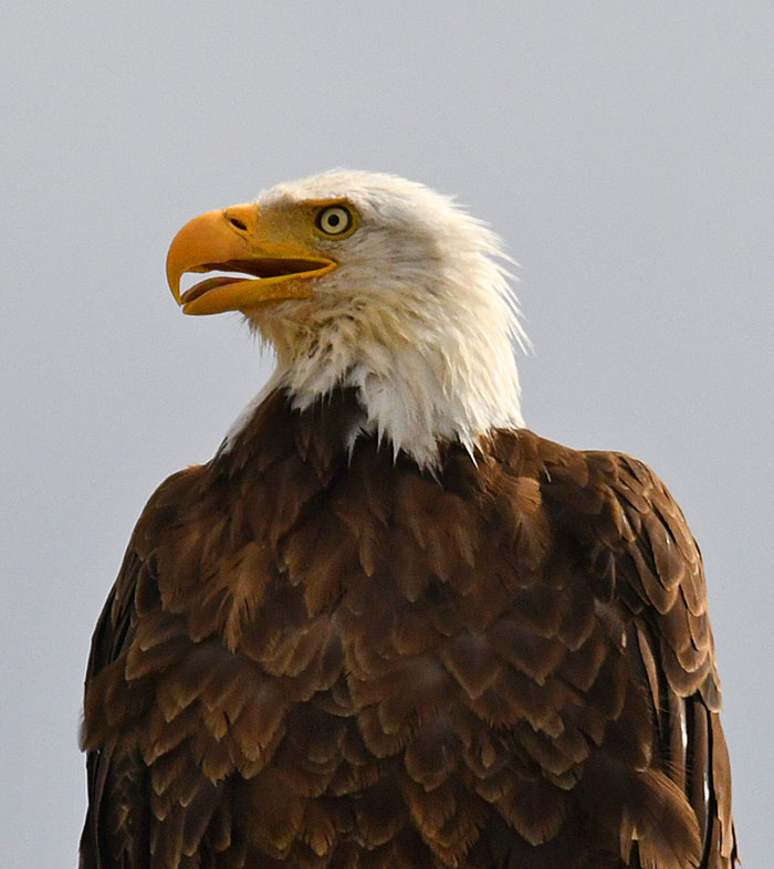 Bald Eagle, Windsor, CO