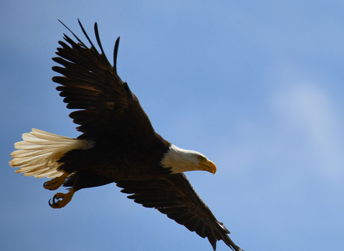 Bald Eagle flying, Windsor, CO
