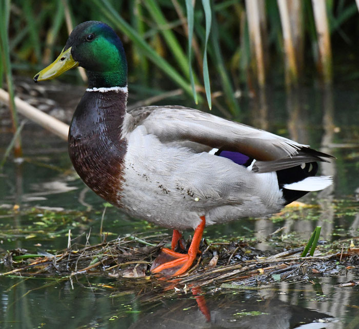 Mallard duck in Windsor, CO