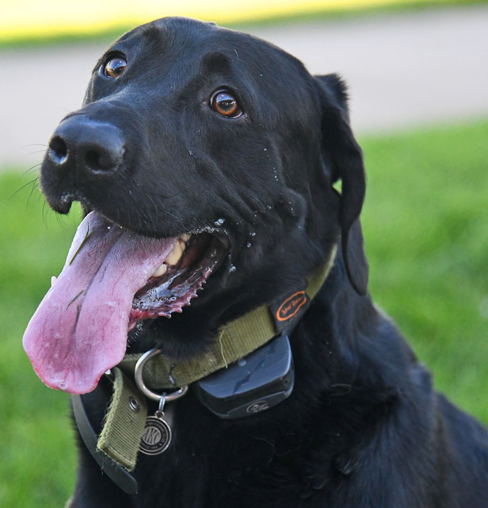 black lab pet photography