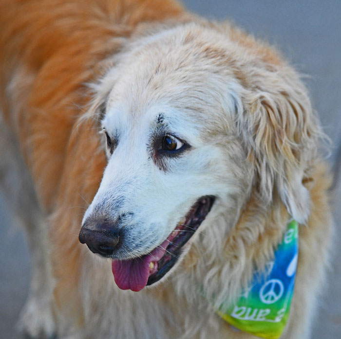 yellow lab pet photography