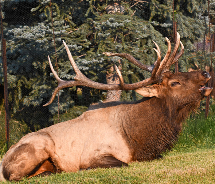 Elk Bugling near Rocky Mountain National Park in the Fall.