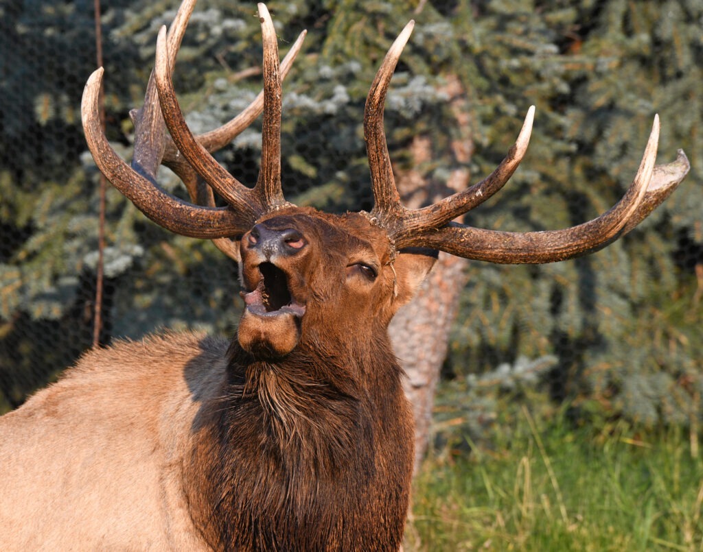 Elk Bugling near Rocky Mountain National Park in the Fall.