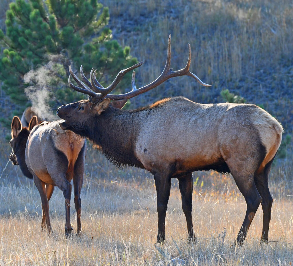 Elk Bugling near Rocky Mountain National Park in the Fall.