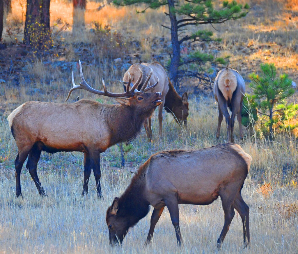 Elk Bugling near Rocky Mountain National Park in the Fall.