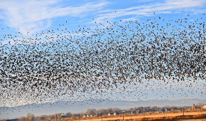 Blackbirds in Windsor in winter