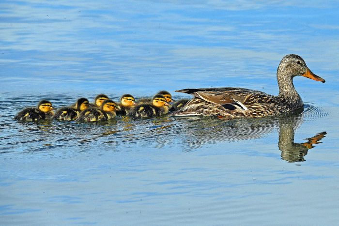 Ducks and mom reflection