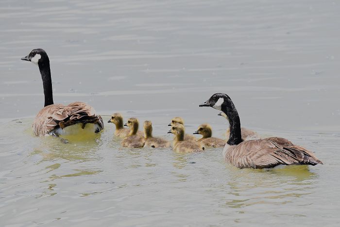 Family of Geese in water