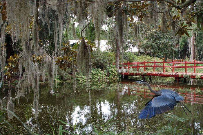 Louisiana swamp bridge and heron