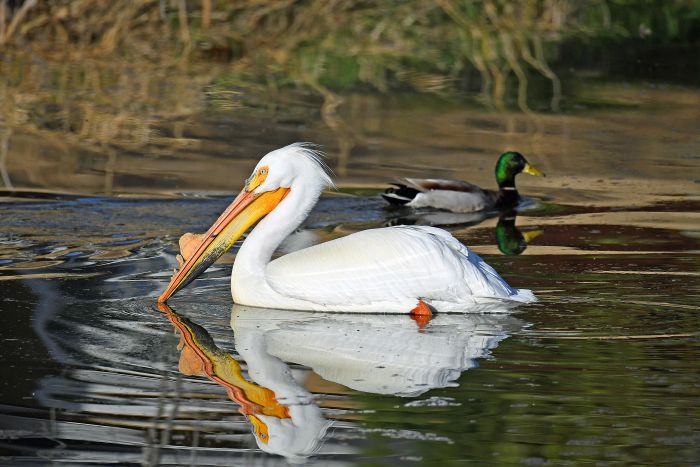 Pelican and duck
