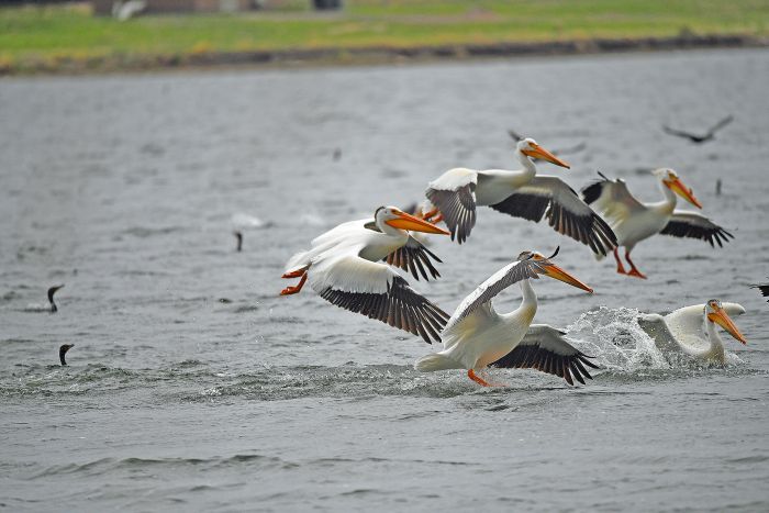 Pelicans landing on water