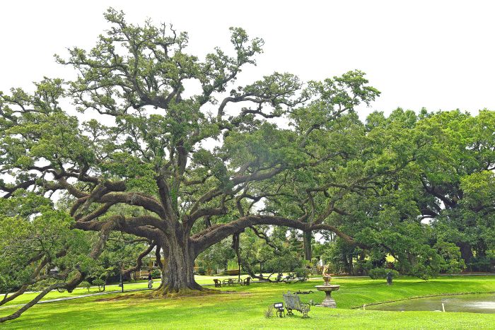 plantation tree