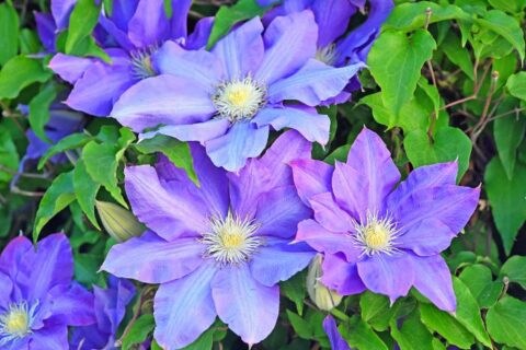 purple clematis flower