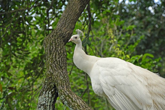White Peacock