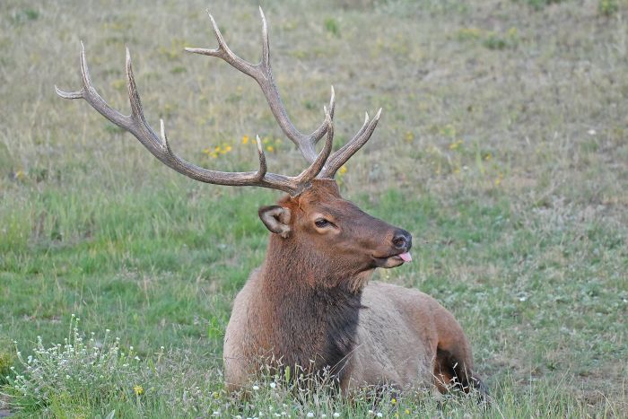 bull elk