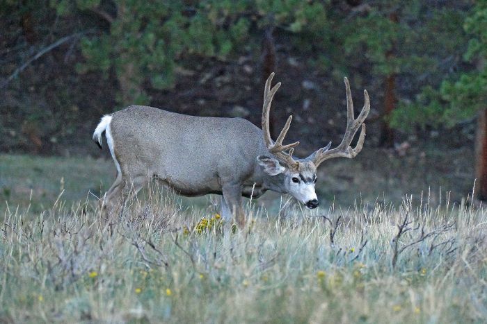 buck
