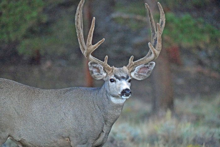buck